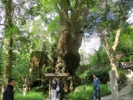 来宮神社の本殿の裏側に鎮座している大楠木