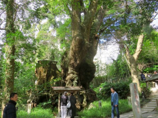 来宮神社の本殿の裏側に鎮座している大楠木