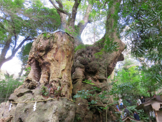 ２，０００年の歴史大楠