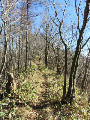 今倉山から菜畑山への癒しの縦走路