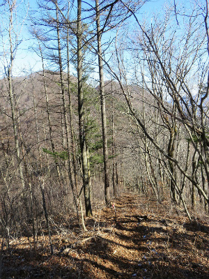 ドウ岩ノ頭に登ったのにモリモリ下り