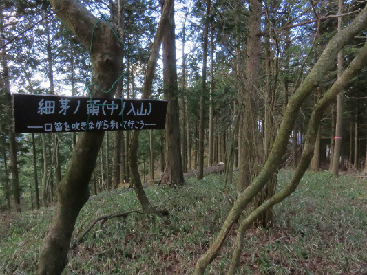 細茅ノ頭（中ノ入山）に到着