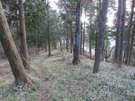 細茅ノ頭（中ノ入山）から御牧戸山を目指していく