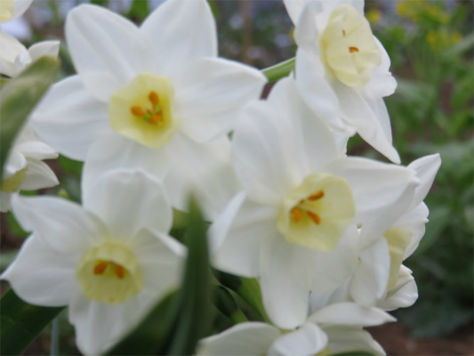 とざんちゅう水仙の花