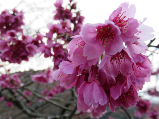 河津桜満開