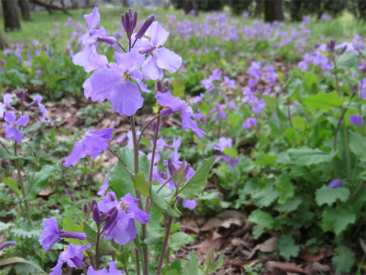 嵐山お花の群落