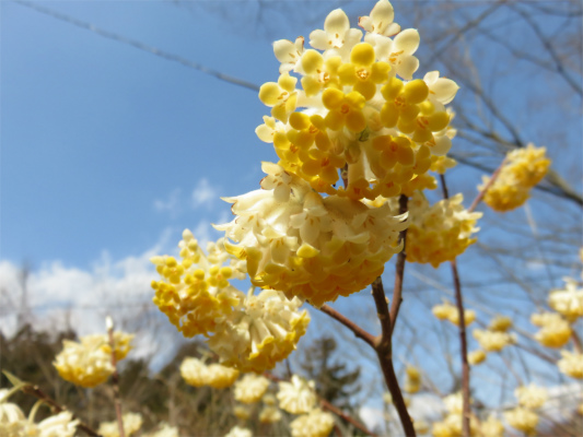 道志山塊ハイキングミツマタの花