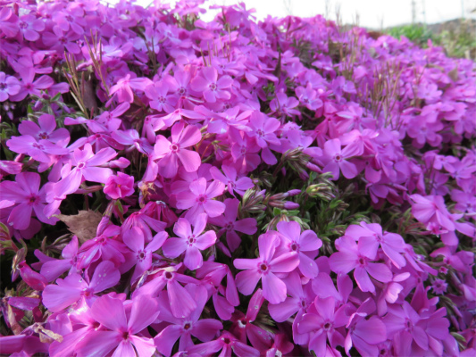 芝桜