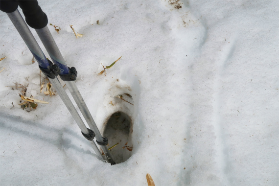 f:id:aohige0718:20190407103626j:plain ツボ足歩き雪深い