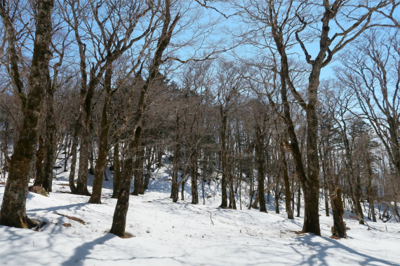 黒岳周辺も積雪が深く小金沢連嶺の洗礼