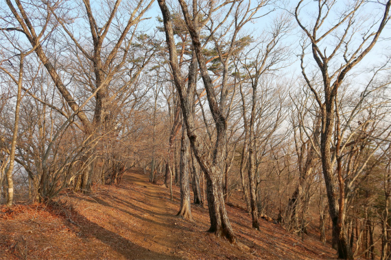 滝子山から下山登山道