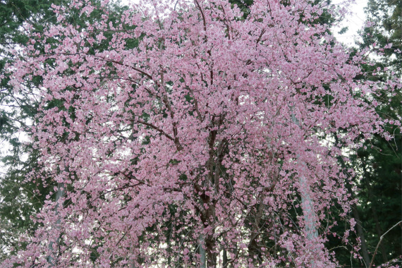 枝垂れ桜