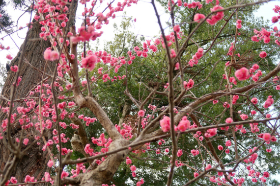 梅の木も花が咲いてました