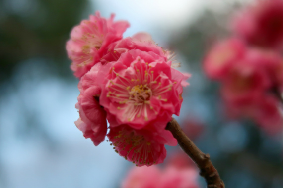 梅の花も色が濃くお花見によい