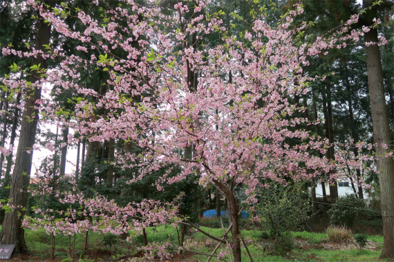 上粕屋神社河津桜