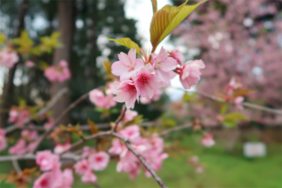 河津桜のお花満開