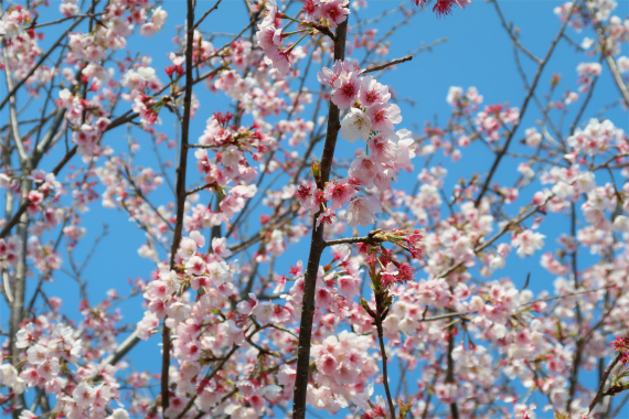 太田道灌のお墓４月頃桜の花