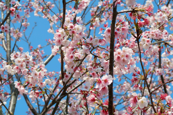 豆桜太田道灌のお墓