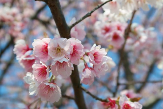 アップの桜の花