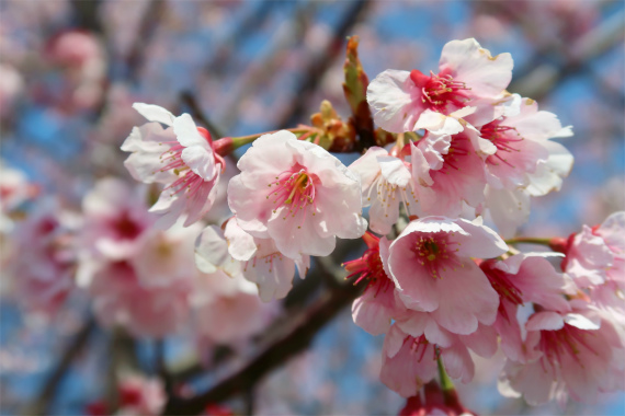 太田道灌のお墓の桜