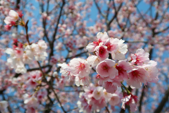 お花見周り様子