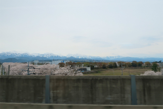 北陸新幹線の富山駅桜が満開