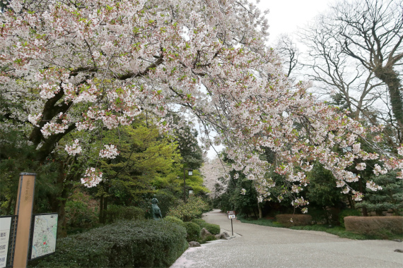 前田利家像周辺の桜