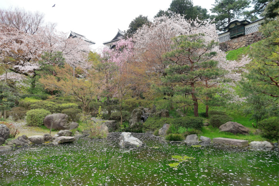 水面に桜の花びらがプカプカ浮かびバックに桜並木