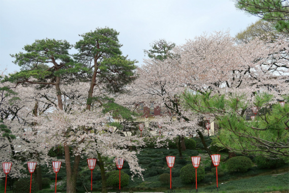 桜並木で有名な百万石通り