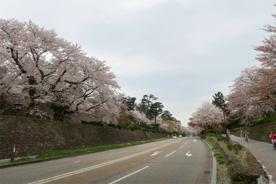 百万石通り主要幹線道路で金沢城址の脇を通っている桜が綺麗