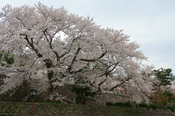 太くて立派な幹の桜が百万石通りに鎮座