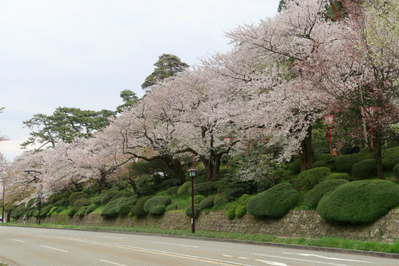 百万石通りの桜