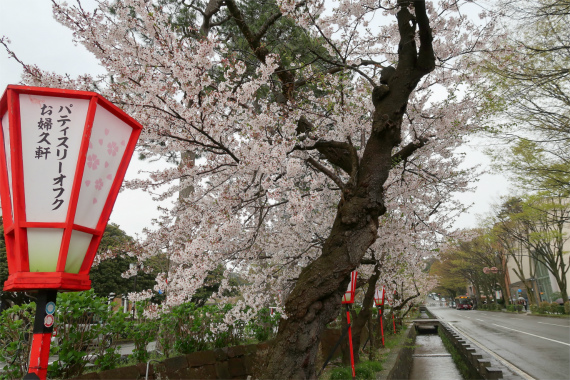 雨が降る金沢の桜並木