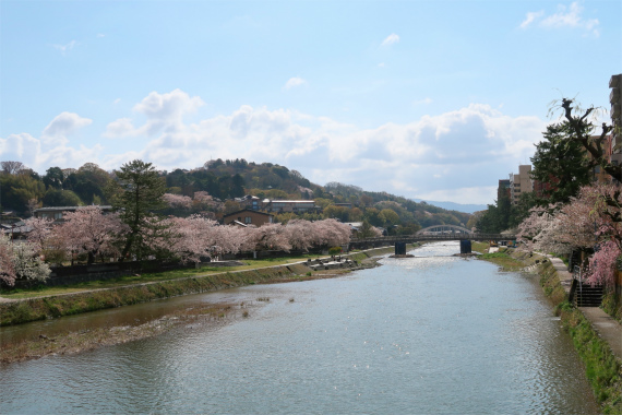 浅野川沿いの桜が見事