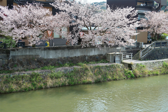 ひがし茶屋街と桜のコラボレーション