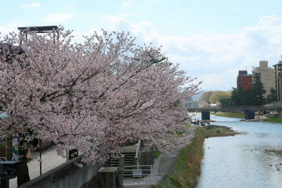 浅野川沿い金沢の桜の名所の１つ