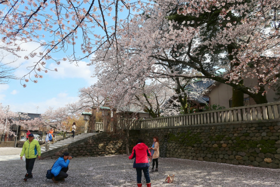 宇多須神社桜一色の境内と観光客