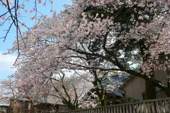 金沢の桜の名所