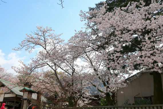 神社周辺に桜の木