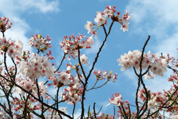 青空と桜の花