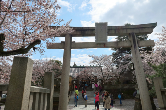 宇多須神社の桜