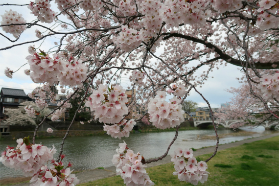 金沢の桜の名所浅野川を散策