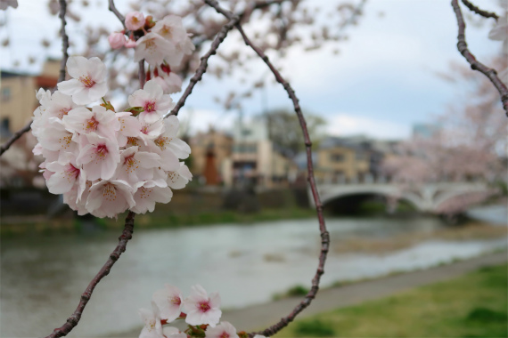 桜が満開浅野川