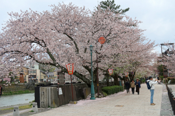浅野川満開の桜が見事