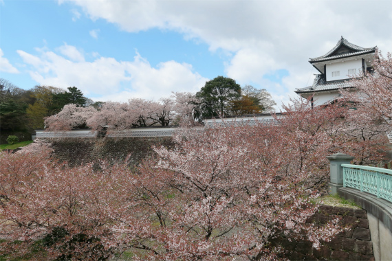 f:id:aohige0718:20190417224509j:plain 金沢城と桜のコラボ