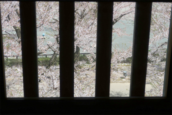 f:id:aohige0718:20190417225415j:plain 石落しから見た金沢城の桜