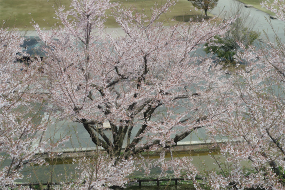 f:id:aohige0718:20190417225424j:plain お城とお堀と桜のコンビネーション