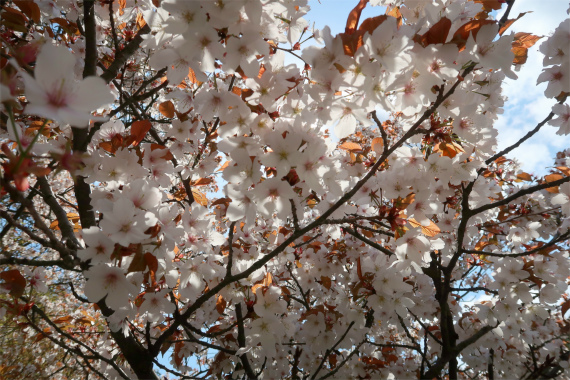 f:id:aohige0718:20190417225708j:plain 金沢城の桜が満開お花見