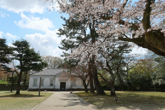 f:id:aohige0718:20190417225758j:plain 第九師団司令部桜の木