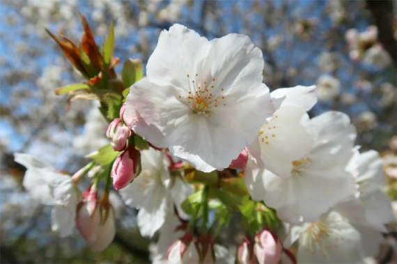 f:id:aohige0718:20190417225804j:plain 金沢城の桜並木